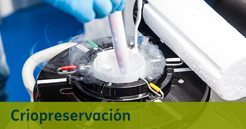 Criopreservación del Cordón Umbilical Destacados